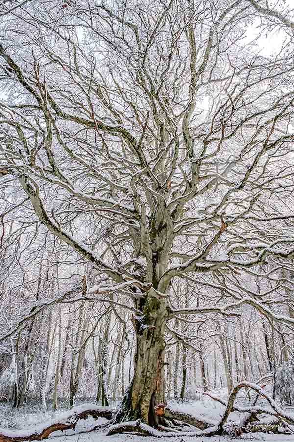 Photographie de mon hêtre nu, recouvert de neige, en forêt d'Allagnat.