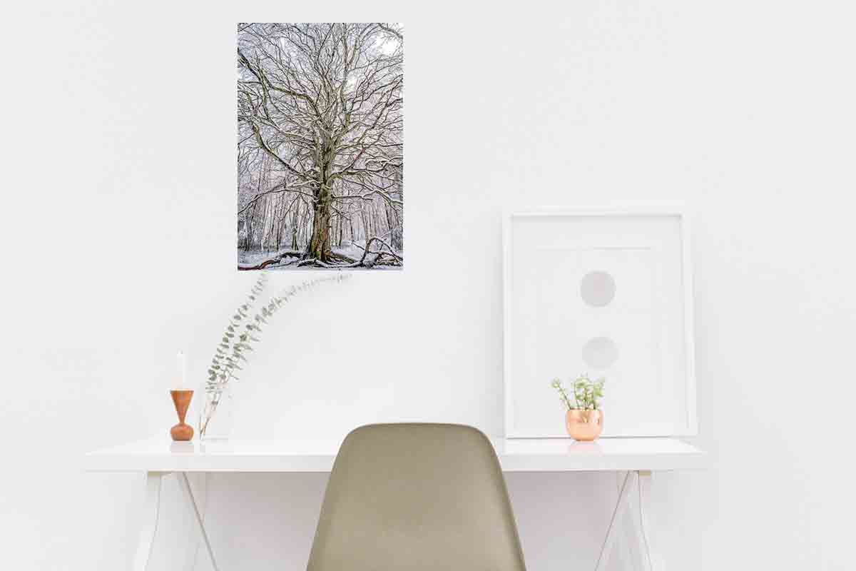 Photographie de mon hêtre nu, recouvert de neige, en forêt d'Allagnat. Ici présentée en décoration dans un bureau.