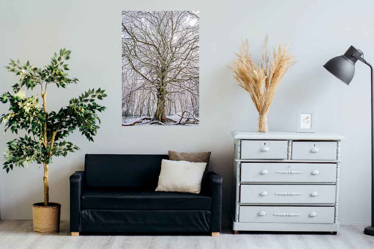 Photographie de mon hêtre nu, recouvert de neige, en forêt d'Allagnat. Ici présenté en décoration dans un salon, au dessus d'un canapé.