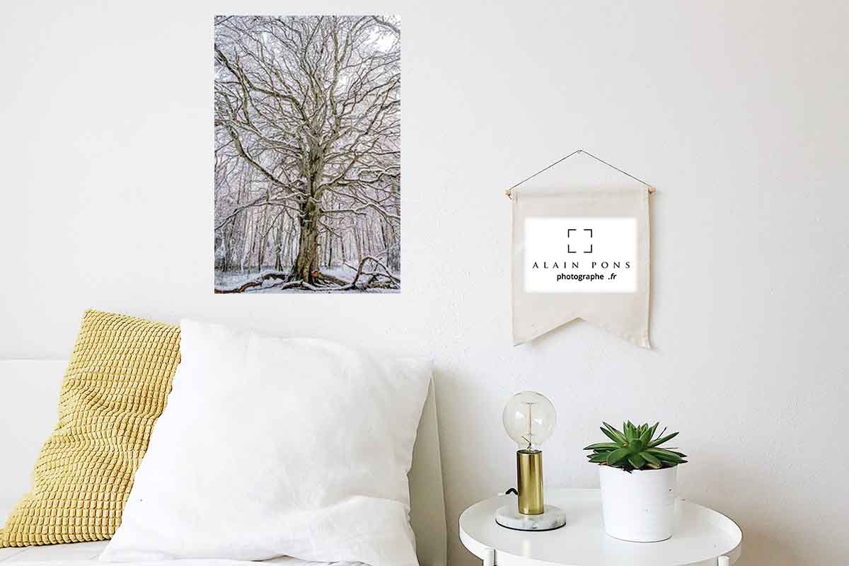 Photographie de mon hêtre nu, recouvert de neige, en forêt d'Allagnat. Ici présenté en décoration dans une chambre.