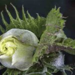 La fleur du Cotonnier d'Asie