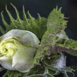La fleur du cotonnier d'Asie.