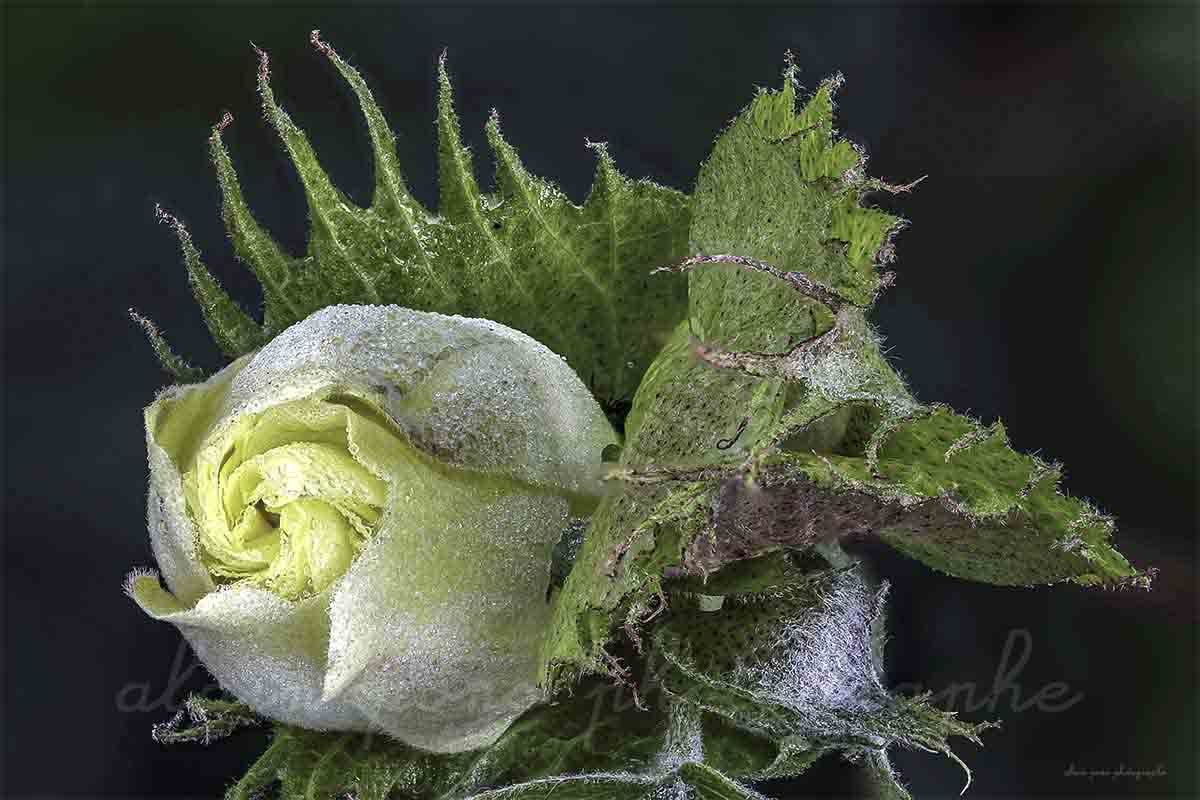La fleur du cotonnier d'Asie.