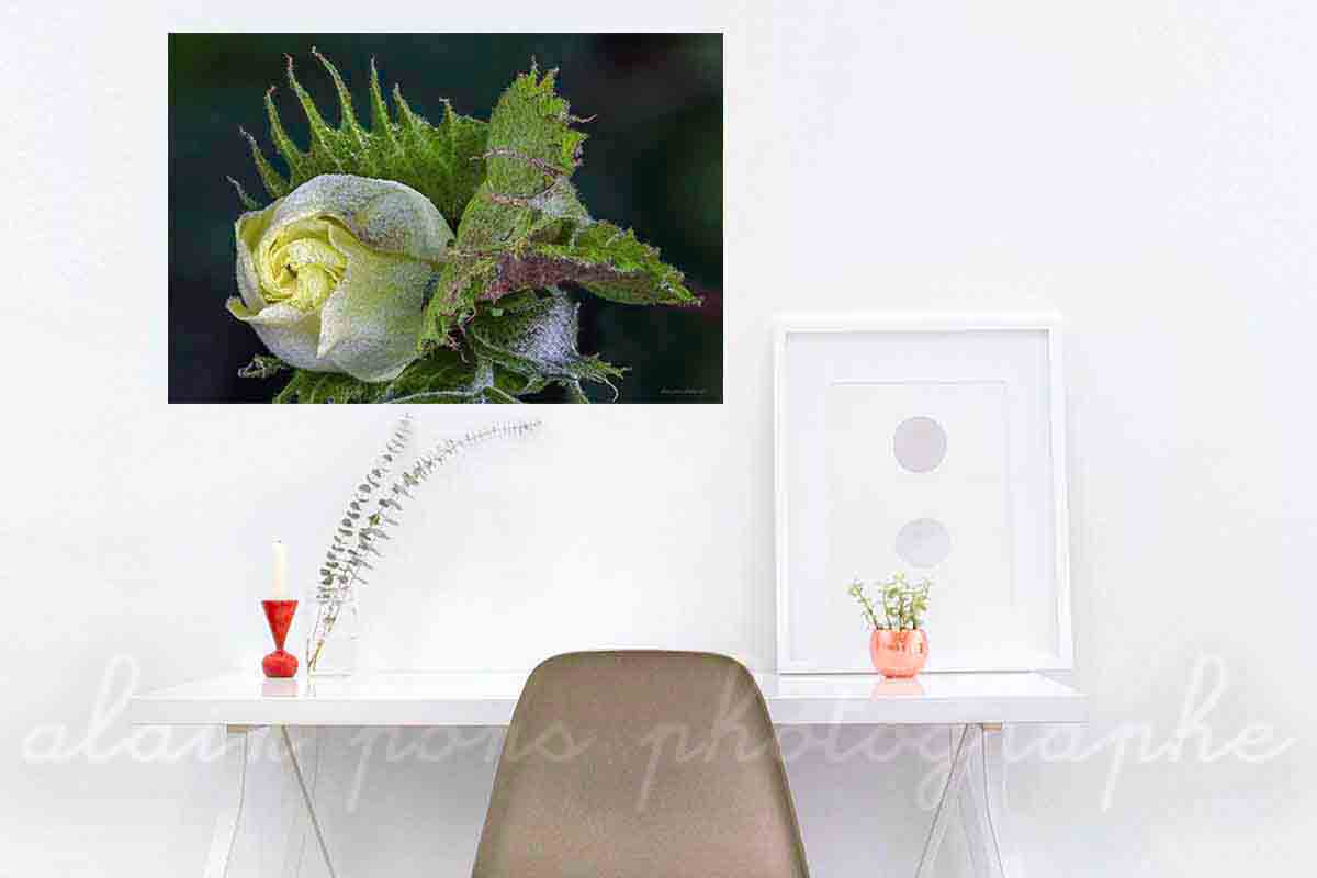 La fleur du cotonnier d'Asie. Une photographie, ici présentée en suggestion de décoration dans un bureau