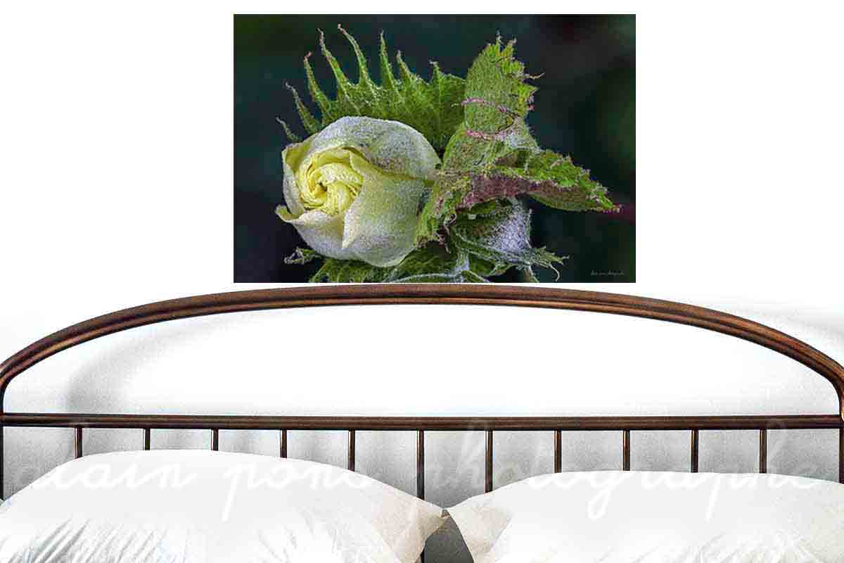 La fleur du cotonnier d'Asie. Ici présentée en suggestion de décoration dans une chambre,