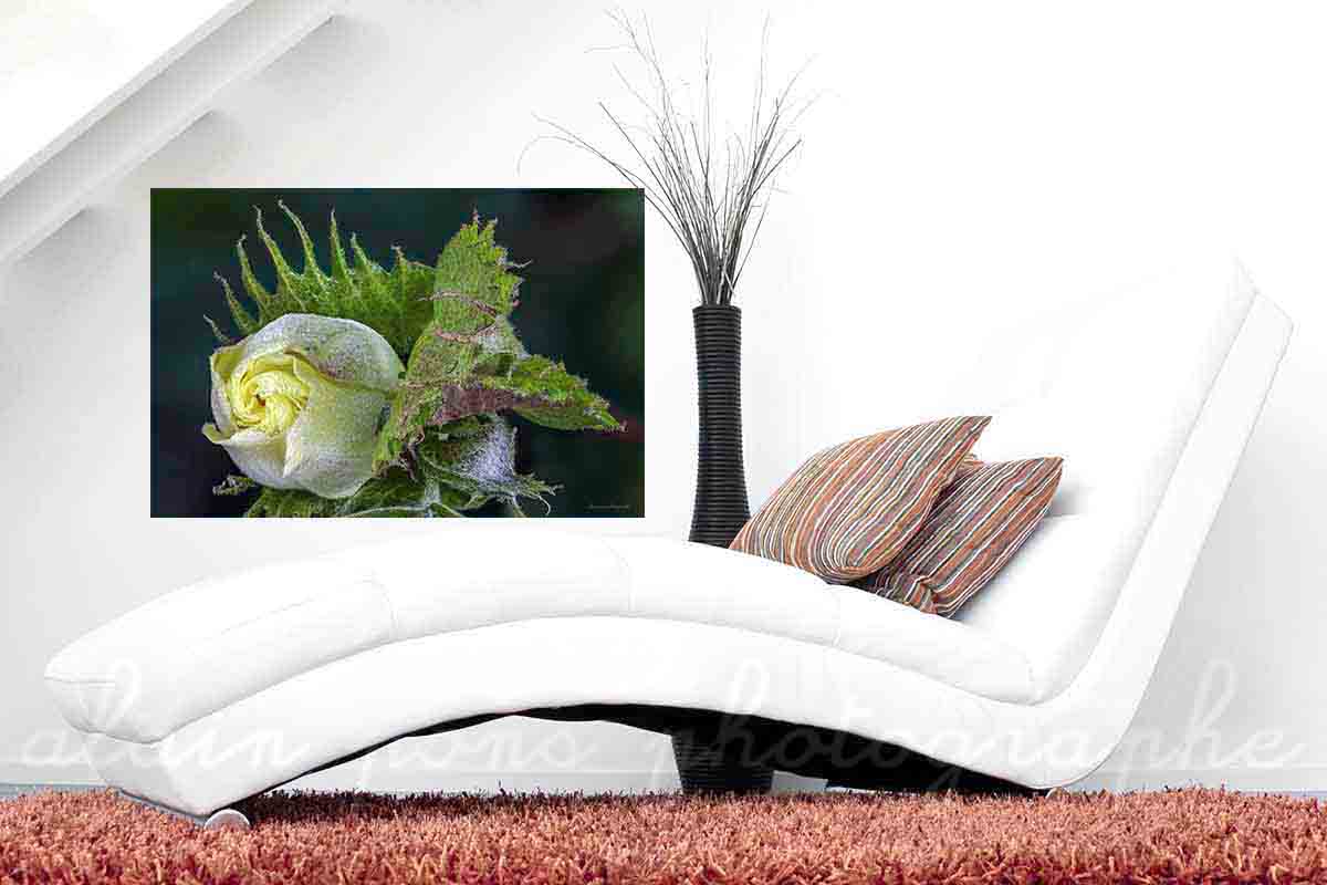 La fleur du cotonnier d'Asie. Ici présentée en suggestion de décoration dans un salon,