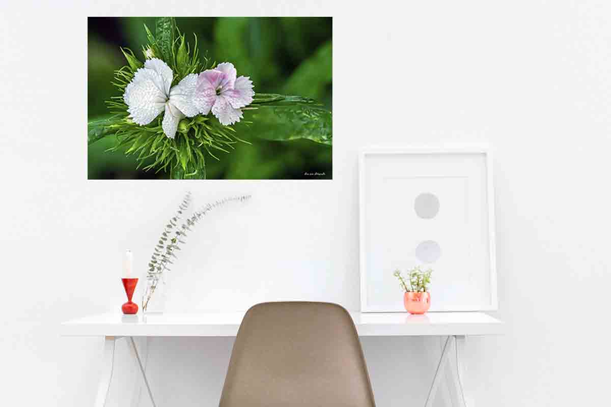 photographie de la fleur Œillet de poète ou œillet des poètes ou œillet barbu en décoration dans un bureau,