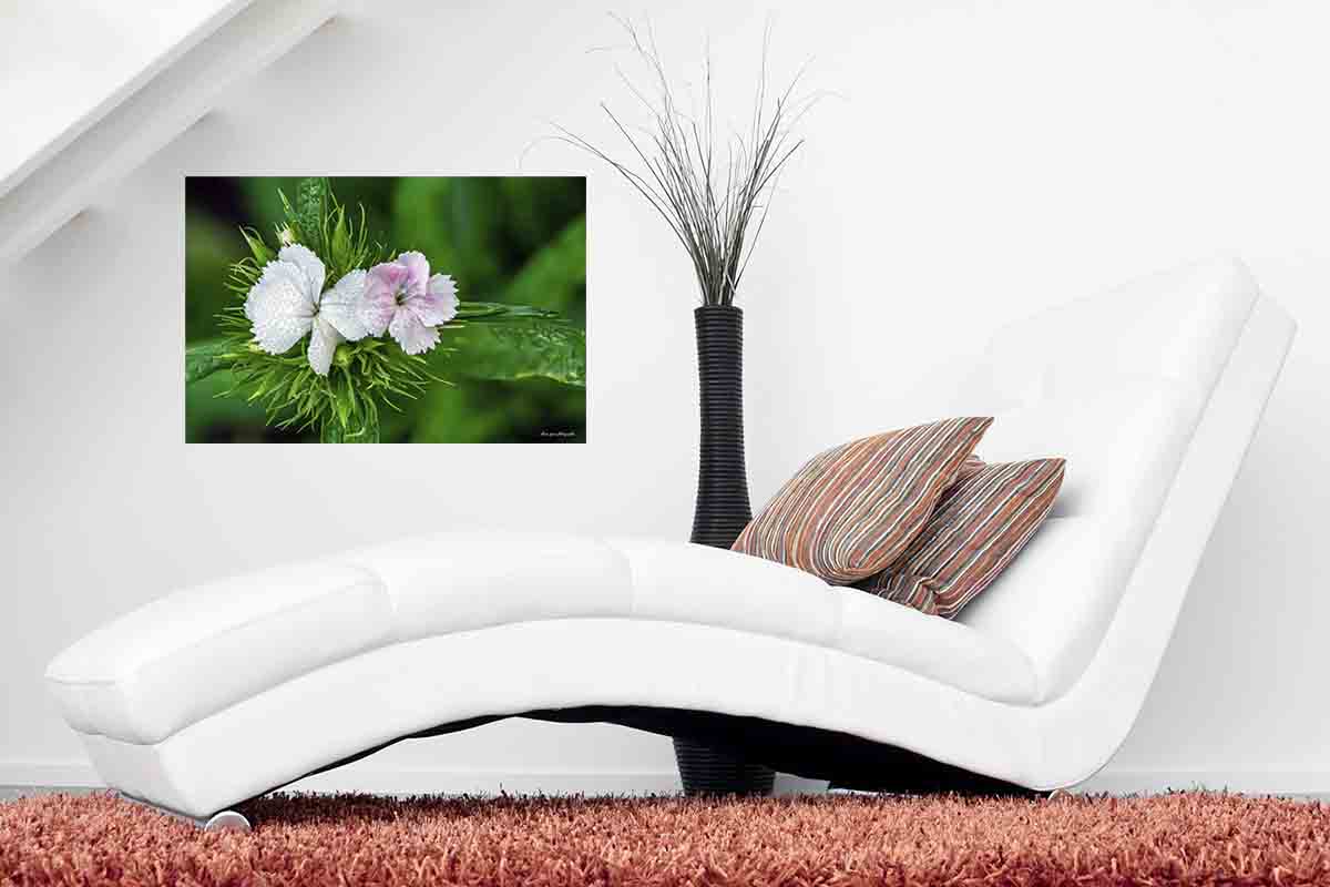 photographie de la fleur Œillet de poète ou œillet des poètes ou œillet barbu en décoration dans un salon au dessus d'un canapé,