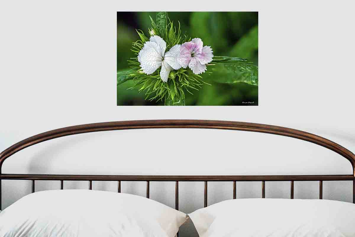 photographie de la fleur Œillet de poète ou œillet des poètes ou œillet barbu en décoration dans une chambre,