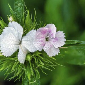 photographie de la fleur Œillet de poète ou œillet des poètes ou œillet barbu (en latin Dianthus barbatus),