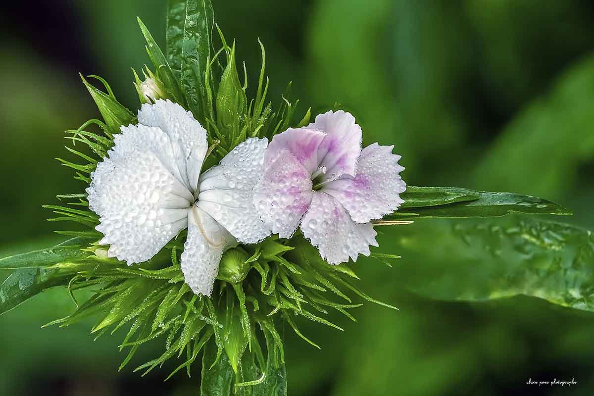 photographie de la fleur Œillet de poète ou œillet des poètes ou œillet barbu (en latin Dianthus barbatus),