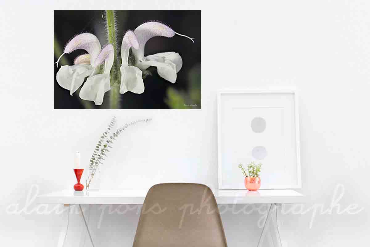 photographie d'une jolie fleur, la sauge argentée, en macrophotographie, en affichage décoratif dans un bureau,