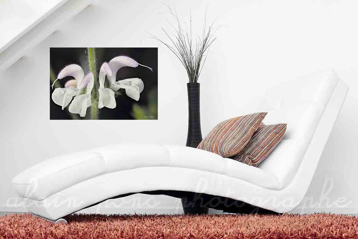 photographie d'une jolie fleur, la sauge argentée, en macrophotographie, en affichage décoratif dans un salon.