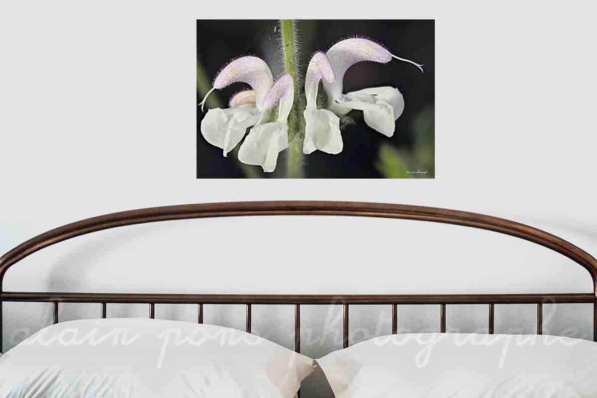 photographie d'une jolie fleur, la sauge argentée, en macrophotographie, en affichage décoratif dans une chambre,
