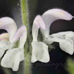photographie une jolie fleur, la sauge argentée en macrophotographie