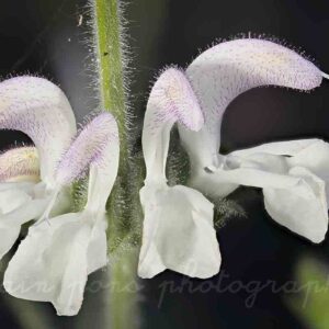 photographie d'une jolie fleur, la sauge argentée, en macrophotographie,