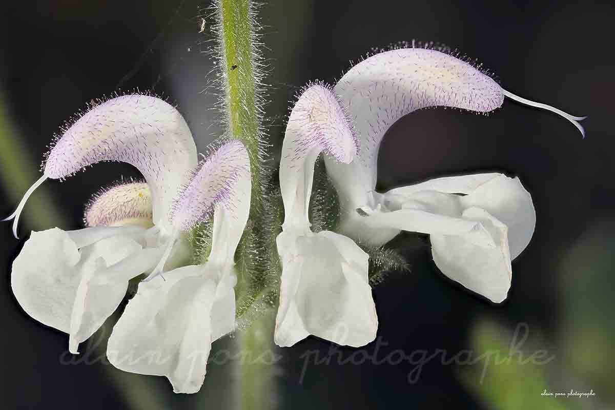 photographie d'une jolie fleur, la sauge argentée, en macrophotographie,