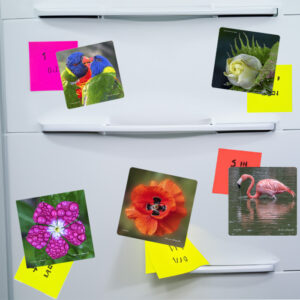 photographie d'une porte blanche de réfrigérateur avec cinq magnets aimants posés sur la porte, représentant des photographies originales, fleurs et animaux,