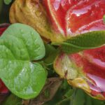 Photographie fleur Anthurium d'André ou Anthurium andraeanum