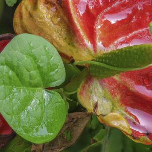 Photographie d'une fleur Anthurium d'André ou Anthurium andraeanum en macrophotographie,