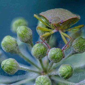 photographie d'une punaise verte ponctuée sur du lierre grimpant,