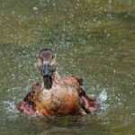 photographie d'un dendrocygne fauve, un joli canard