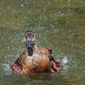Photographie d'un anatidé, dendrocygne fauve, un canard, qui s'ébroue, alain pons photographe®