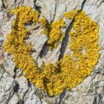 photographie un cœur de lichen