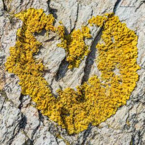 Photographie d'un cœur en lichen, à Belle-Île-en-Mer.