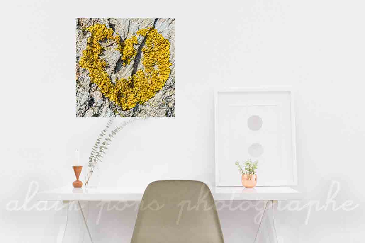 Photographie d'un cœur en lichen, sur un rocher, à Belle-Île-en-Mer, en affichage décoratif ici dans un bureau.