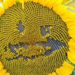 photographie un tournesol clown sourire