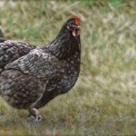 La poule du futur, un robot animal, une légende