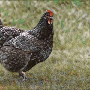 photographie d'une poule du futur, un robot animal, une légende, par alain pons photographe