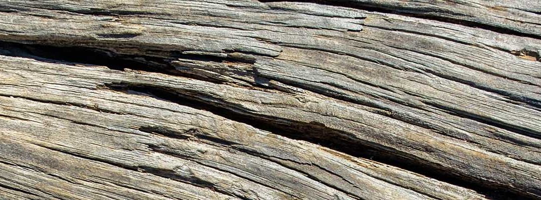 La photographie en forêt