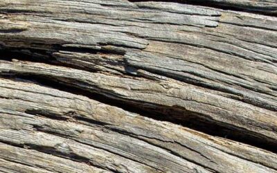 La photographie en forêt