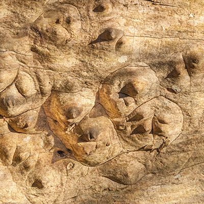 des montagnes et des monticules sur un arbre, comme des volcans, alain pons photographe® on dirait des montagnes, des monticules sur un arbre, comme des volcans, alain pons photographe®
