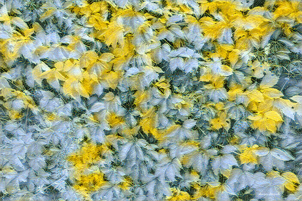 tapis de feuilles baies avec un aspect peinture pastel par alain pons photographe photographie d'un tapis de feuilels et de baies avec un aspect peinture pastel, par alain pons photographe