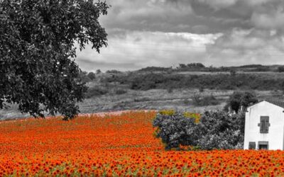 La Photographie d’art en décoration