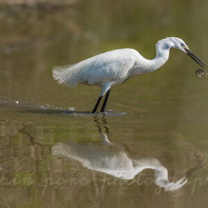 photographie d'une aigrette garzette mangeant un reptile, en Camargue,