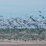 Envol d'oiseaux en baie de Somme, façon Hitchcock