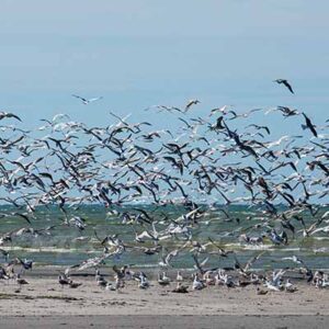 Un envol d'une nuée d'oiseaux sur une plage en baie de Somme, une pensée pour le film de Hitchcock "Les Oiseaux".