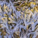 photographie algue brune Fucus spiralé Portsall Bretagne