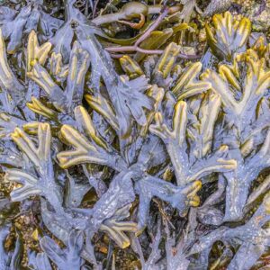 photographie de l'algue fucus spiralé ou spiralis, à Portsall, Finistère, Bretagne.