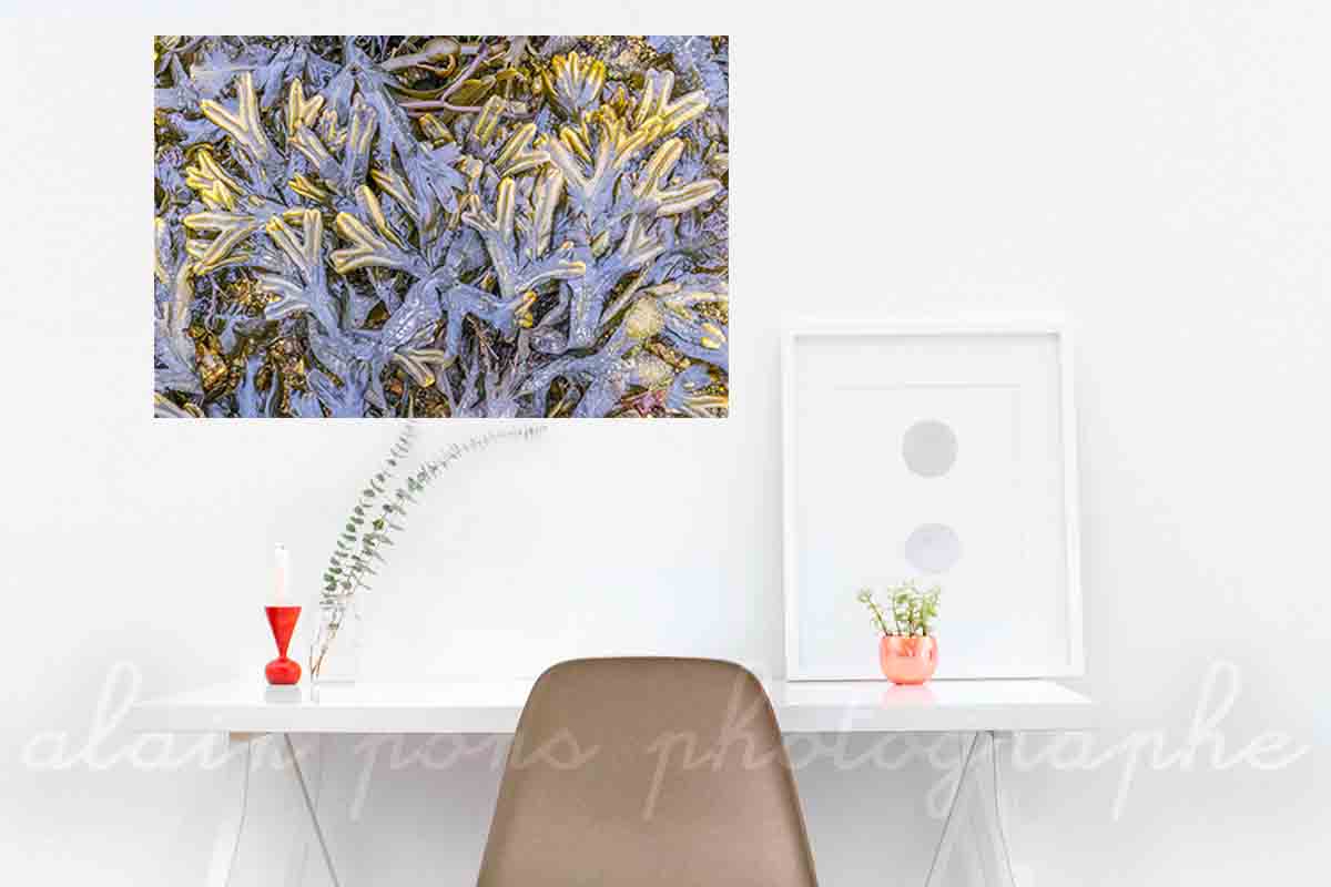 photographie de l'algue fucus spiralé ou spiralis, à Portsall, Finistère, Bretagne. Présentée ici en idée de décoration dans un bureau.