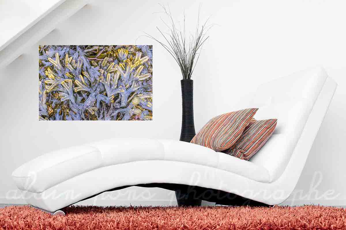photographie de l'algue fucus spiralé ou spiralis, à Portsall, Finistère, Bretagne. Présentée ici en idée de décoration dans un salon.
