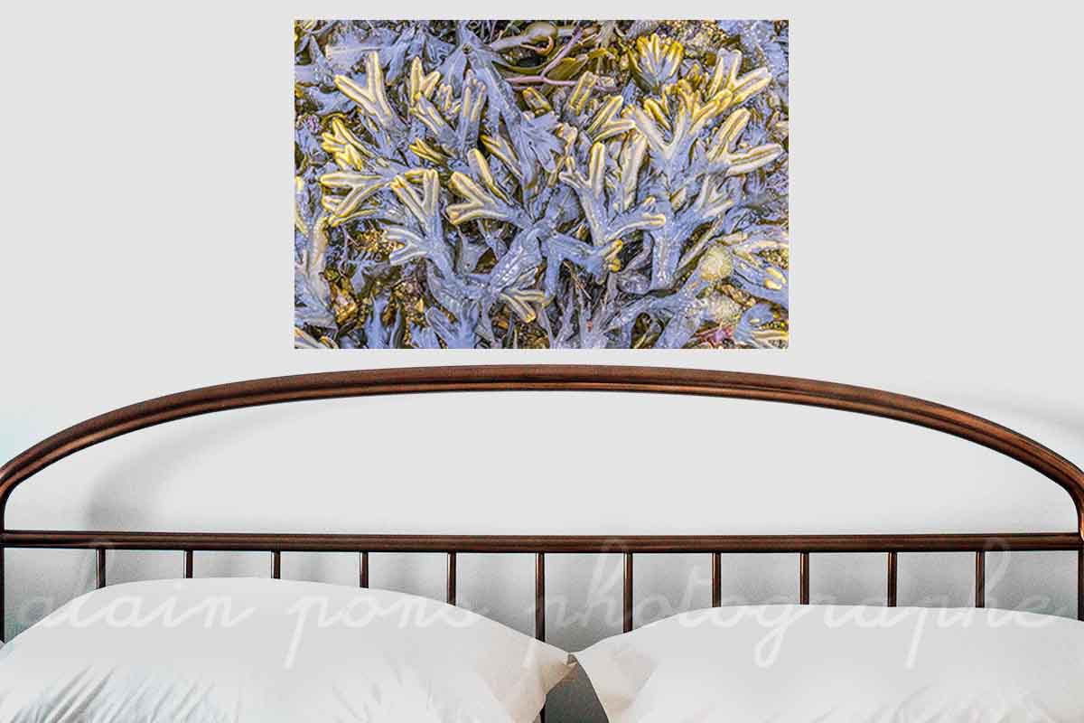 photographie de l'algue fucus spiralé ou spiralis, à Portsall, Finistère, Bretagne. Présentée ici en idée de décoration dans une chambre.