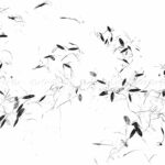 photographie de feuilles en noir et blanc, minimalisme