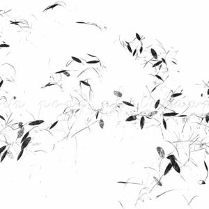 photographie de feuilles en noir et blanc, un style très épuré, le minimalisme dans toute sa nature,