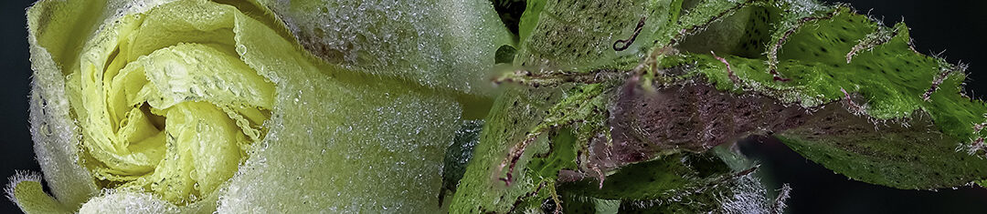 Reportage photographies de fleurs et insectes