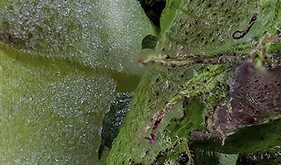 Reportage photographies de fleurs et insectes